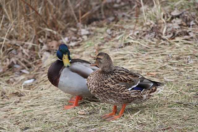 Ordleg og logik: Nøglerne til at løse krydsord hurtigt